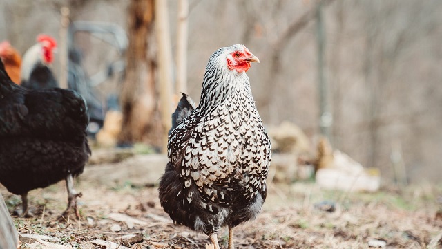 阿塞拜疆与芬兰禽类产品恢复进口