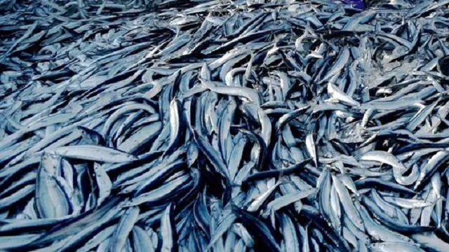日本秋刀鱼价格下跌30%